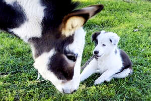 a donkey and a dog sitting in grass