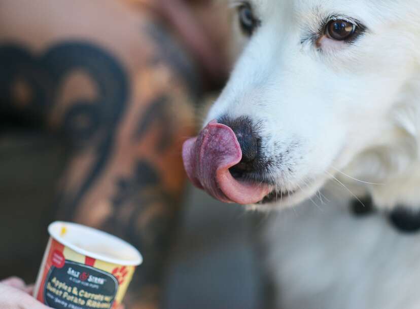 Salt & Straw to launch pup cups with new ice cream made for dogs