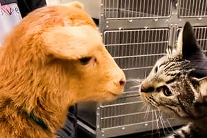 a cat and a lamb staring face to face