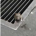 Rat Trapped In Storm Drain Had Given Up Hope That Anyone Would Save Her