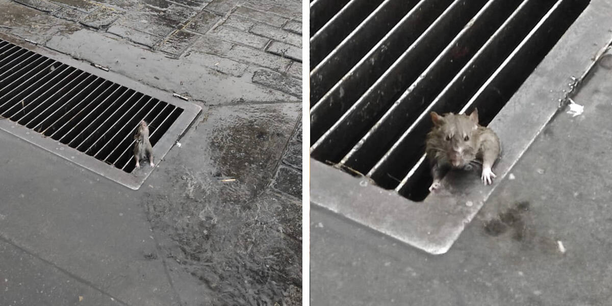 rat waving from a drain — Finished the yeti soup pic and by request added  it