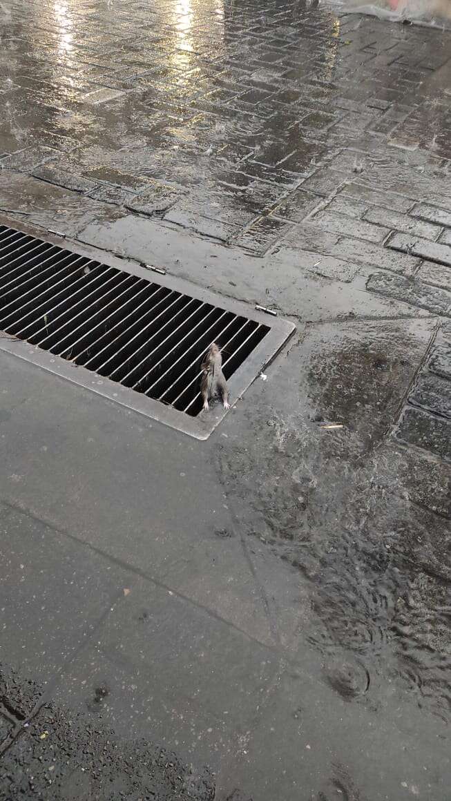 Rat Trapped In Storm Drain Had Given Up Hope That Anyone Would