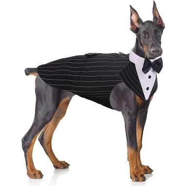 Halloween costumes for large breed dogs hotsell