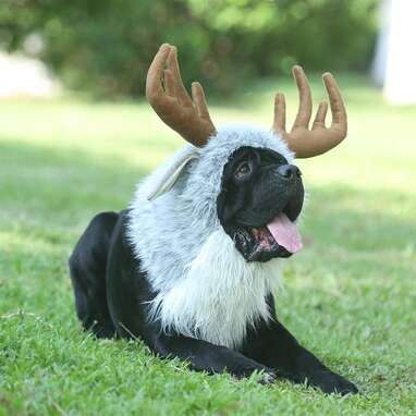 For the pup who’s ready for winter: Funny Moose Costumes for Dog