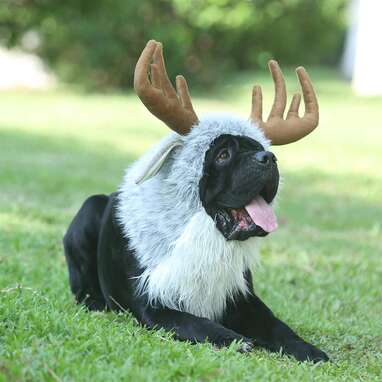 Giant dog halloween costumes hotsell