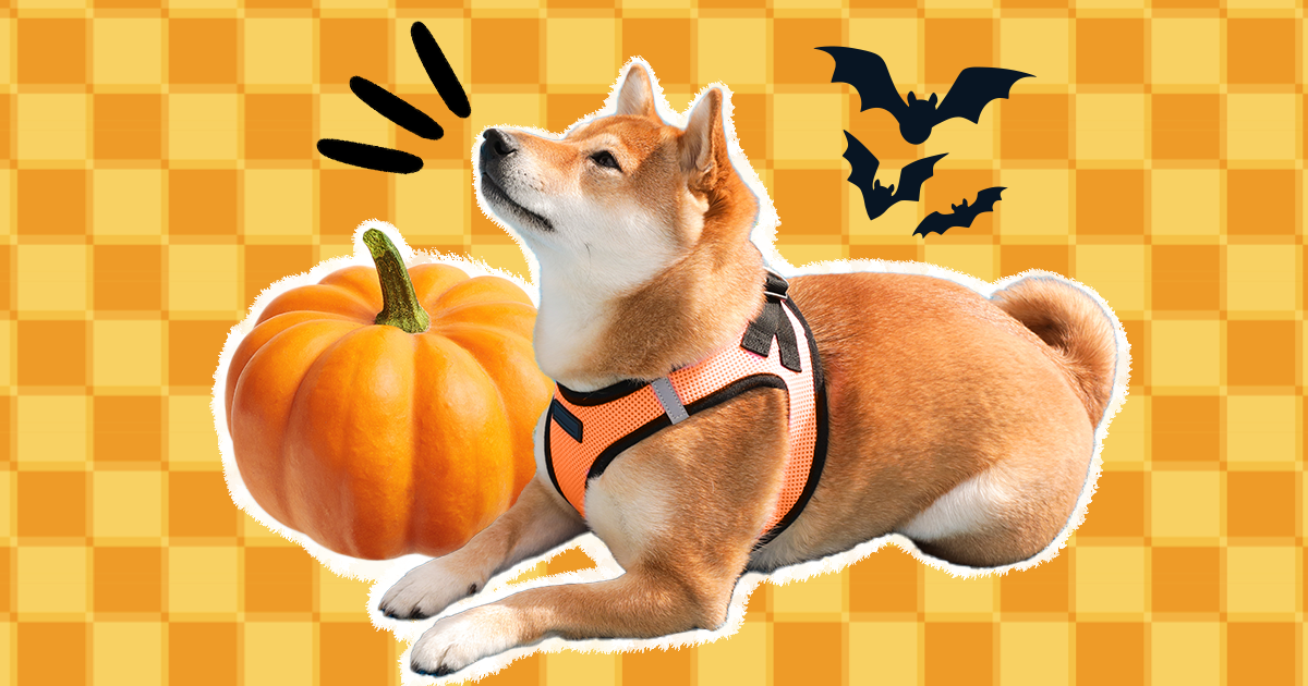 11 Halloween Dog Harness Options To Keep Him Secure During Spooky