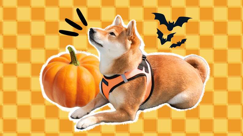 Halloween clearance dog harness