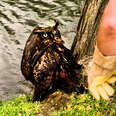 Guy Is So Excited To Release The Owl He Rescued Back To The Wild