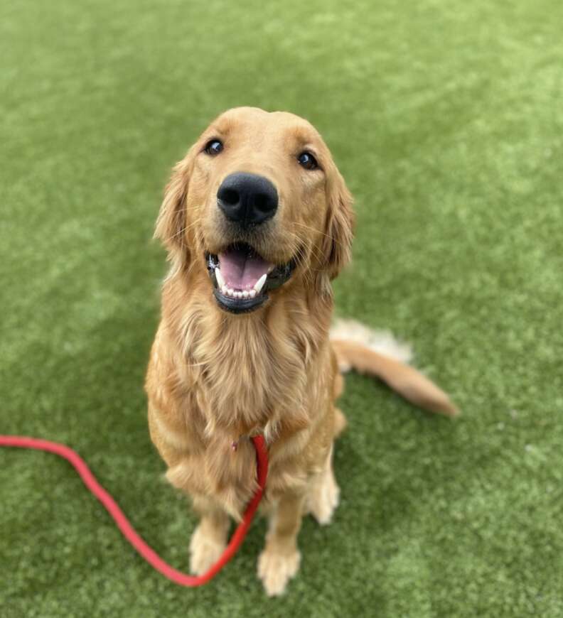 Golden retriever smiles for the camera.