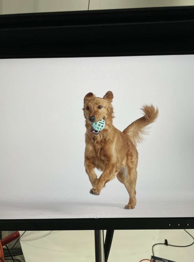 Behind the scenes of golden retriever's photo shoot.