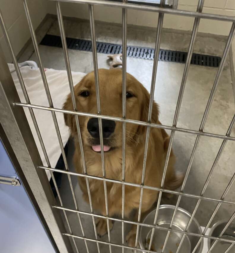 Golden retriever in an animal shelter kennel.