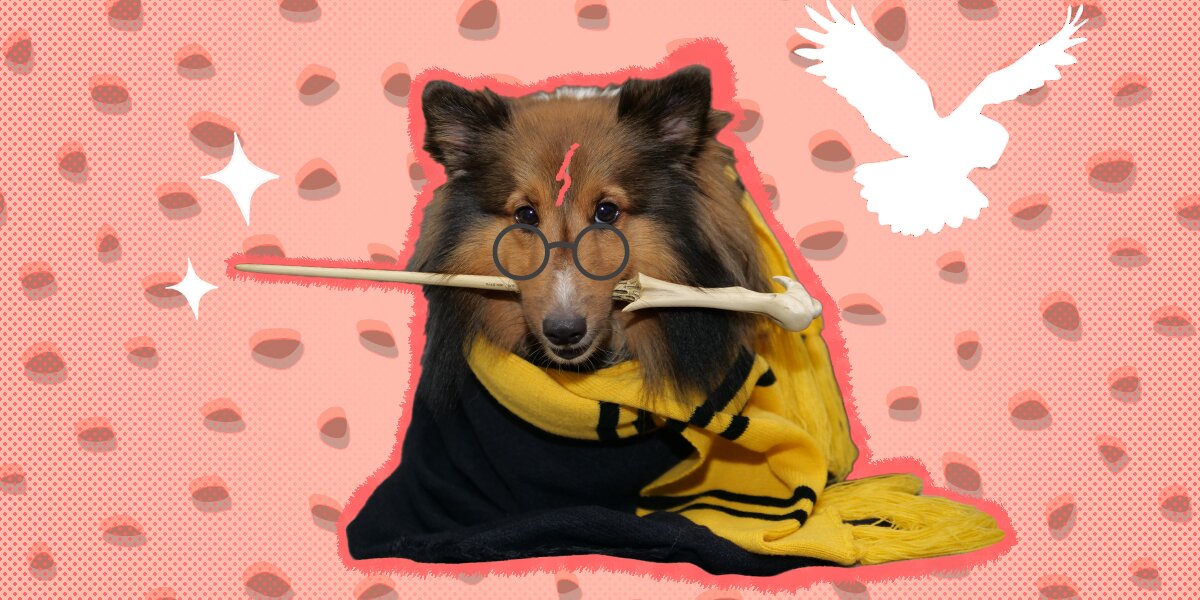 Golden snitch dog costume sale