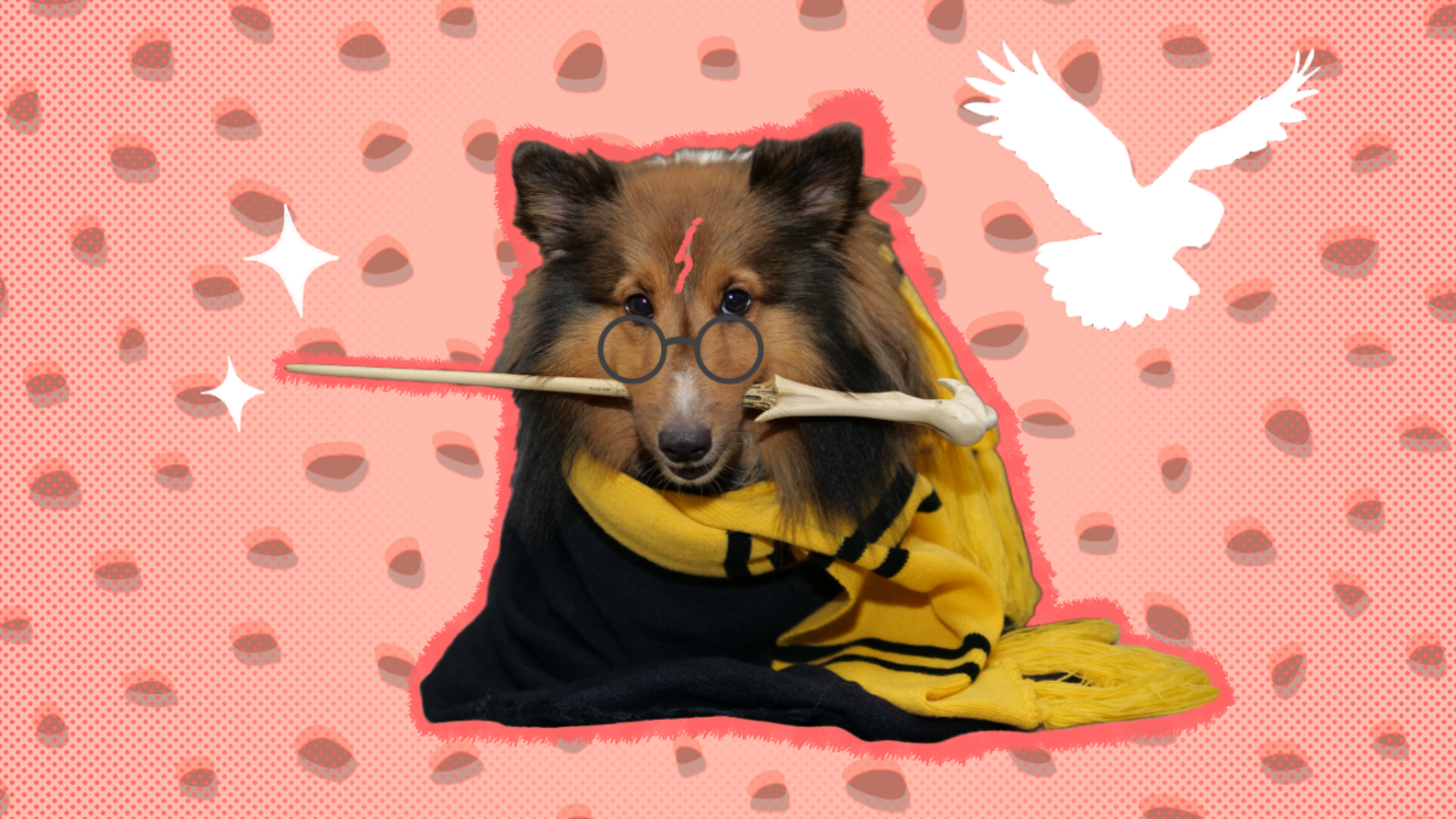 9 Harry Potter Dog Costume Options For Your Little Wizard DodoWell
