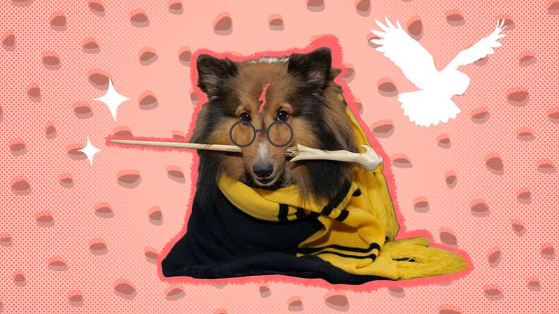 9 Paw-esome Halloween Costume Ideas for Your Adorable Puppy