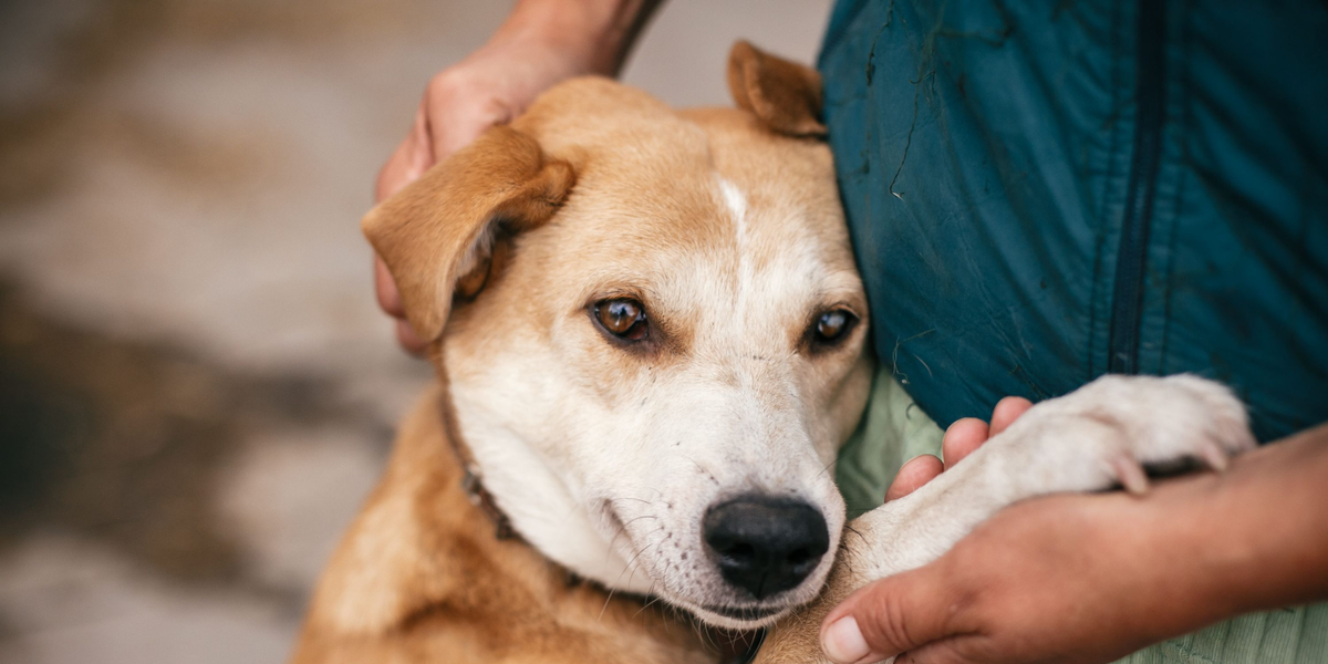 is dog pox contagious to humans