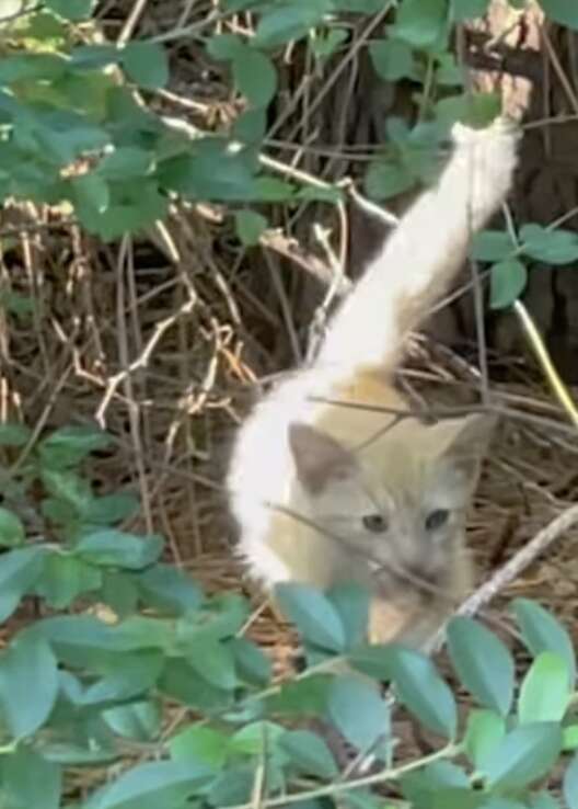 Orange kitten hides from rescuers.