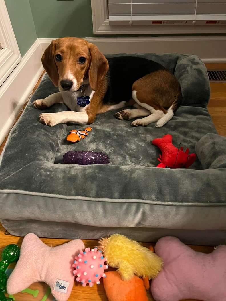 Beagle puppies top rescue