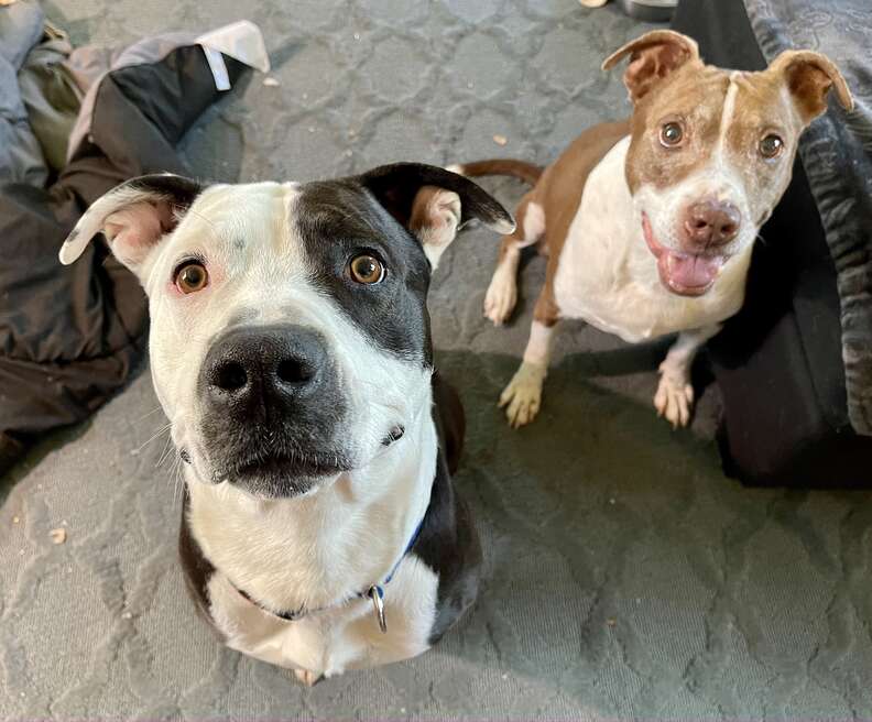 Two happy dogs look up at the camera.