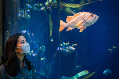 California Academy of Sciences