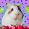 Can Guinea Pigs Eat Celery