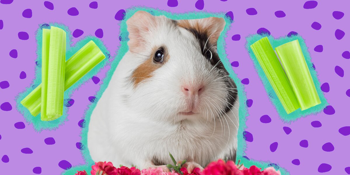 Celery leaves 2025 for guinea pigs