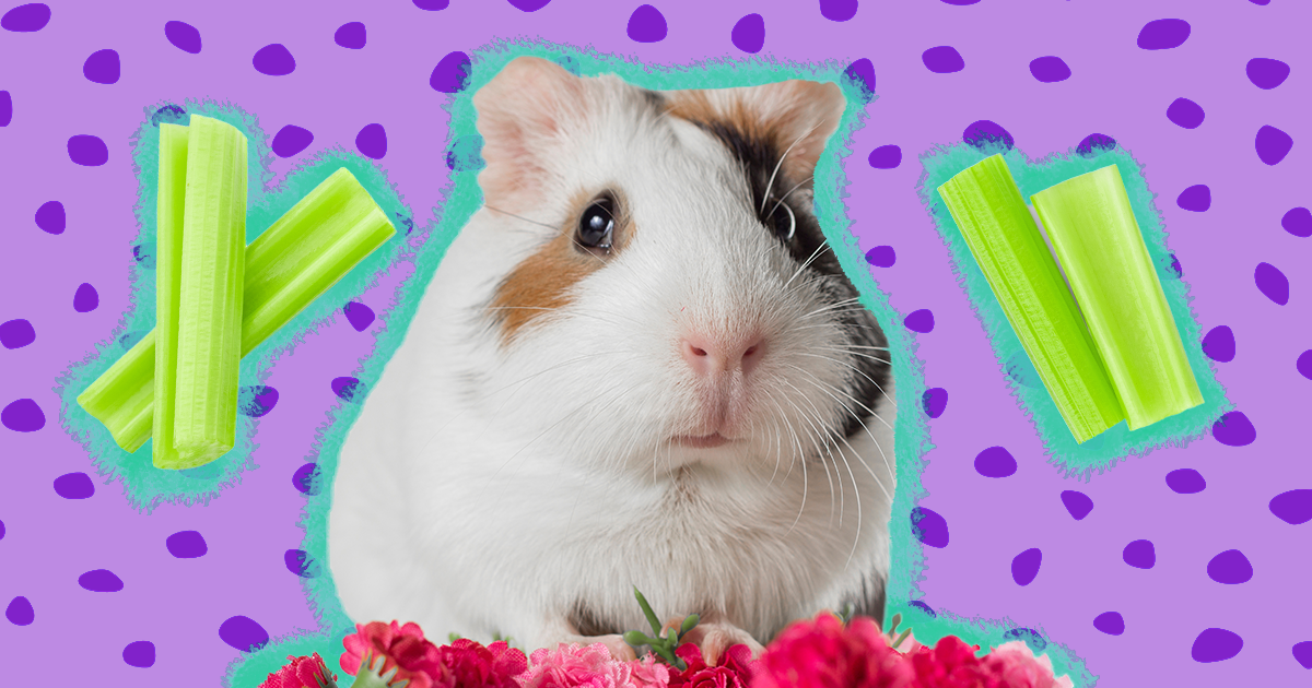 Are guinea pigs outlet allowed celery