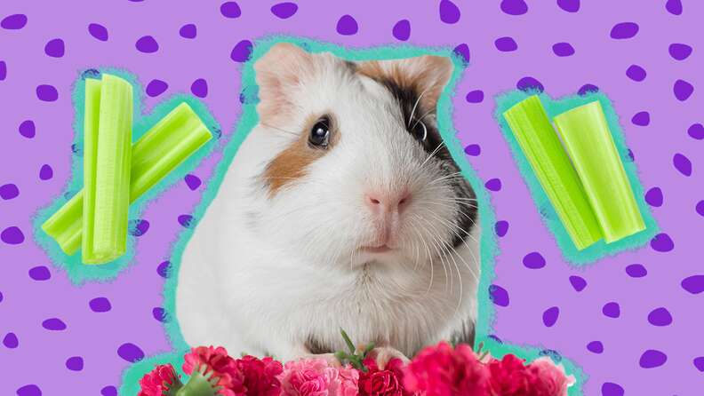 Can guinea pigs have celery leaves best sale