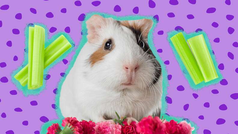 Can Guinea Pigs Eat Celery Safely DodoWell The Dodo