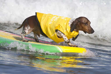 Surf Dog Surf-a-thon