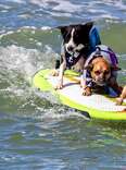 Surf Dog Surf-a-thon