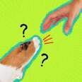 do guinea pigs bite