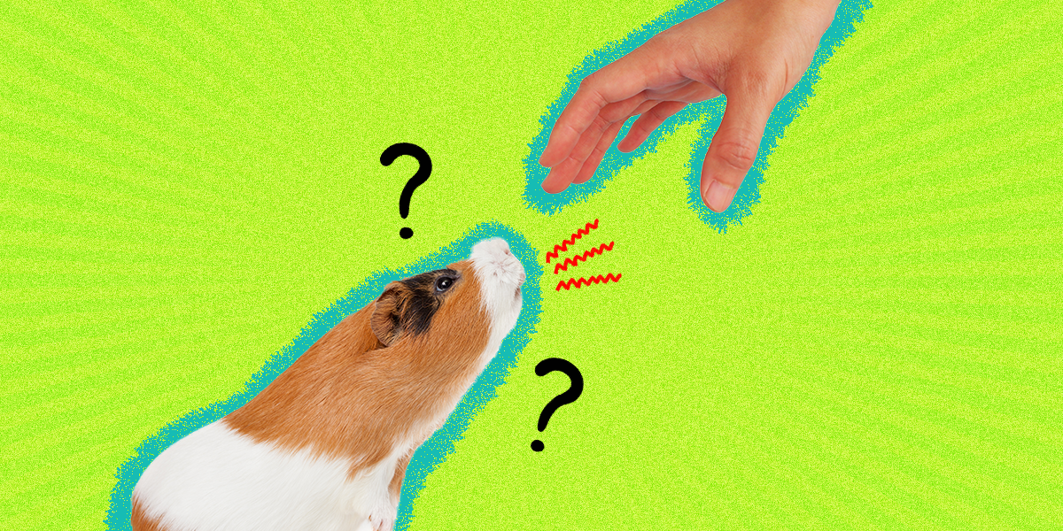 Do Guinea Pigs Bite? Here’s The Answer (And How To Prevent It