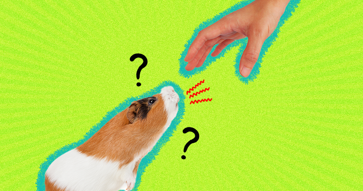 How to get a best sale guinea pig to stop biting