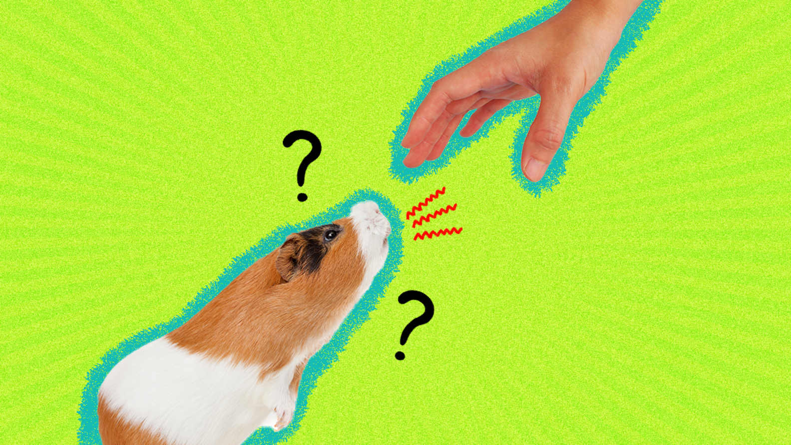 Do Guinea Pigs Bite? Here’s The Answer (And How To Prevent It