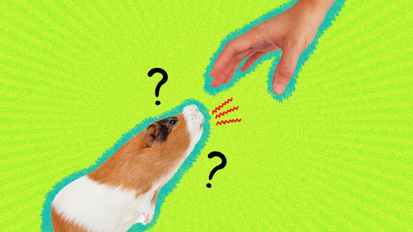 Guinea Pig Vs. Hamster: 6 Key Differences To Know, According To A Vet -  DodoWell - The Dodo