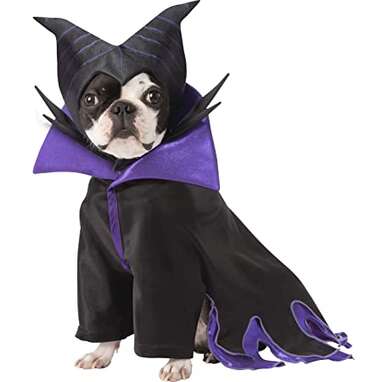 This Maleficent costume for your little queen: Rubie's Disney Maleficent Pet Costume