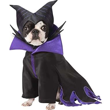 Scary Dog Costumes - Highlights Along the Way