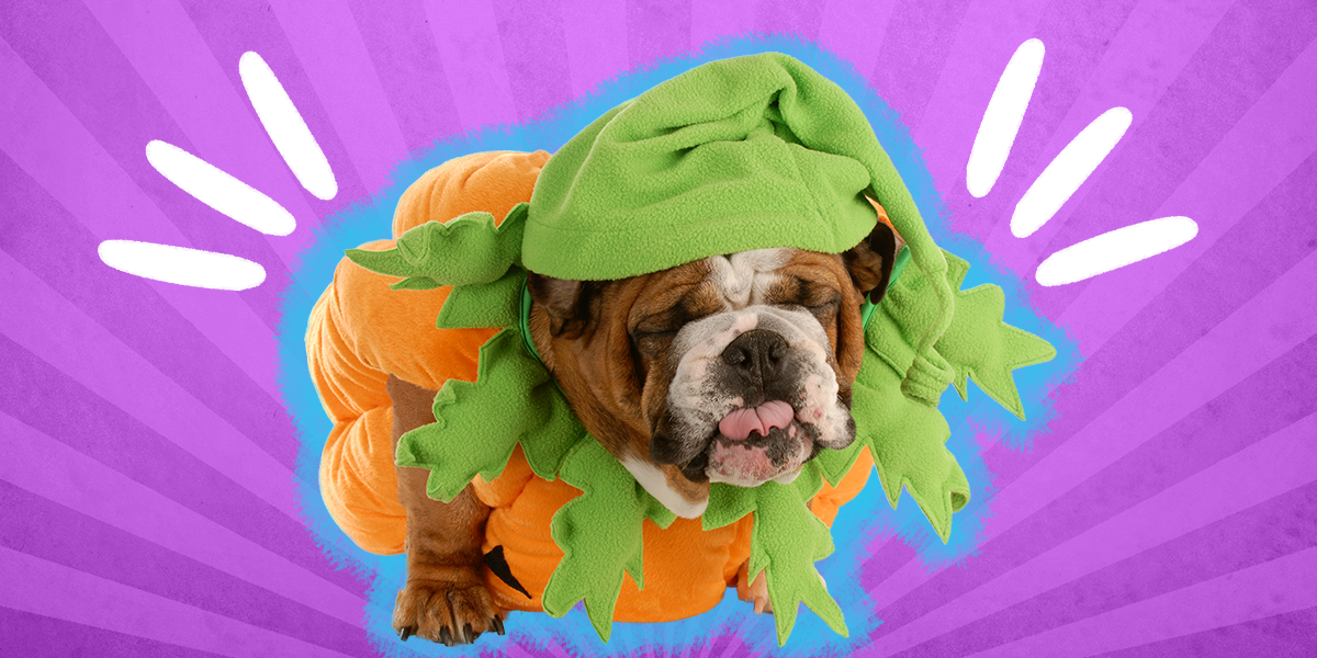 Dog Pumpkin Costume The 9 Best Options For Halloween 2022 DodoWell