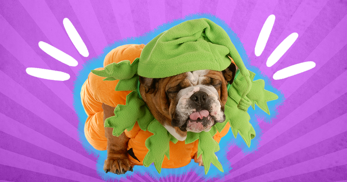 50 Best Dog Halloween Costume Ideas for 2022