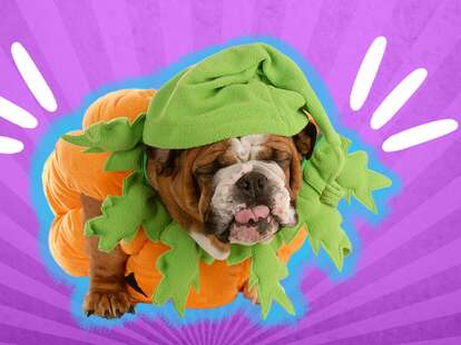 28 Best Matching Dog and Owner Halloween Costumes