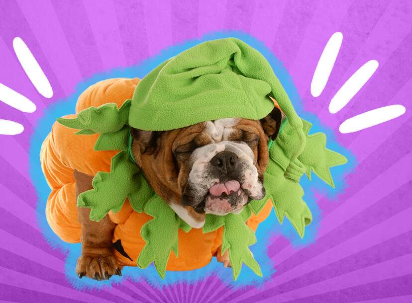 Best bulldog costumes hotsell