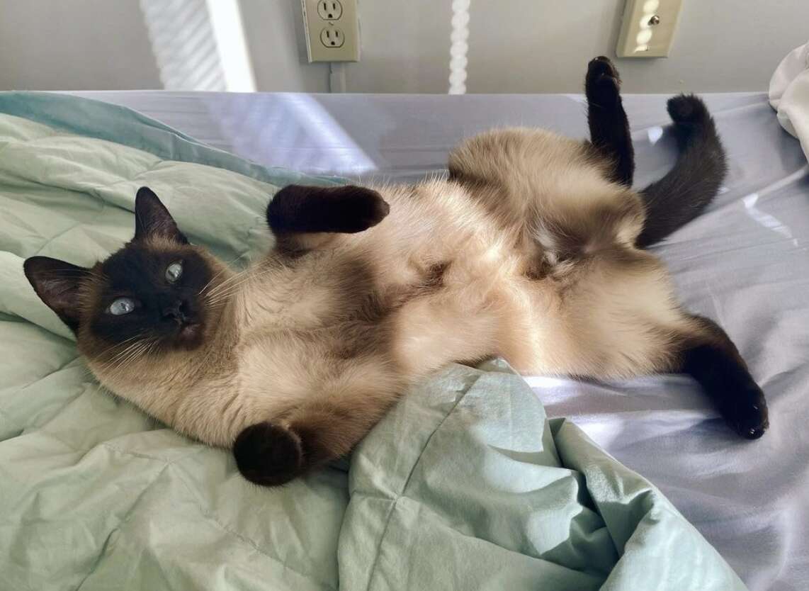 Cat lays on bed and looks up at camera.