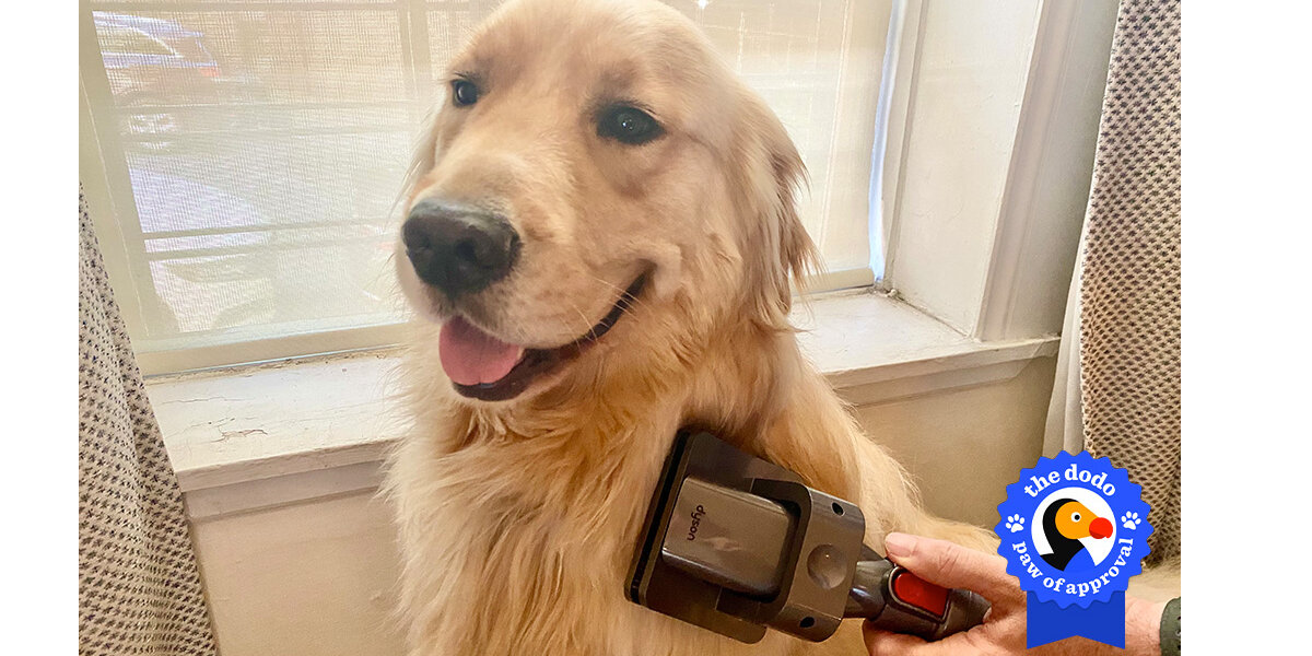 Dyson Groom Tool For Dogs Review: We Put The Vacuum Attachment To The Test - Paw of Approval The