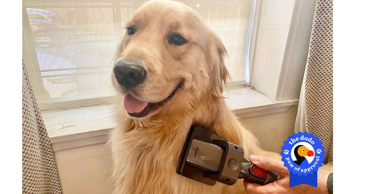 Dyson Groom Tool For Dogs Review: We Put The Vacuum Attachment To The Test - Paw of Approval The