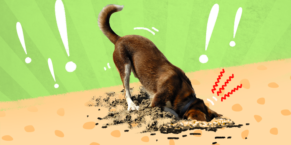 How Do I Keep A Dog From Digging Holes