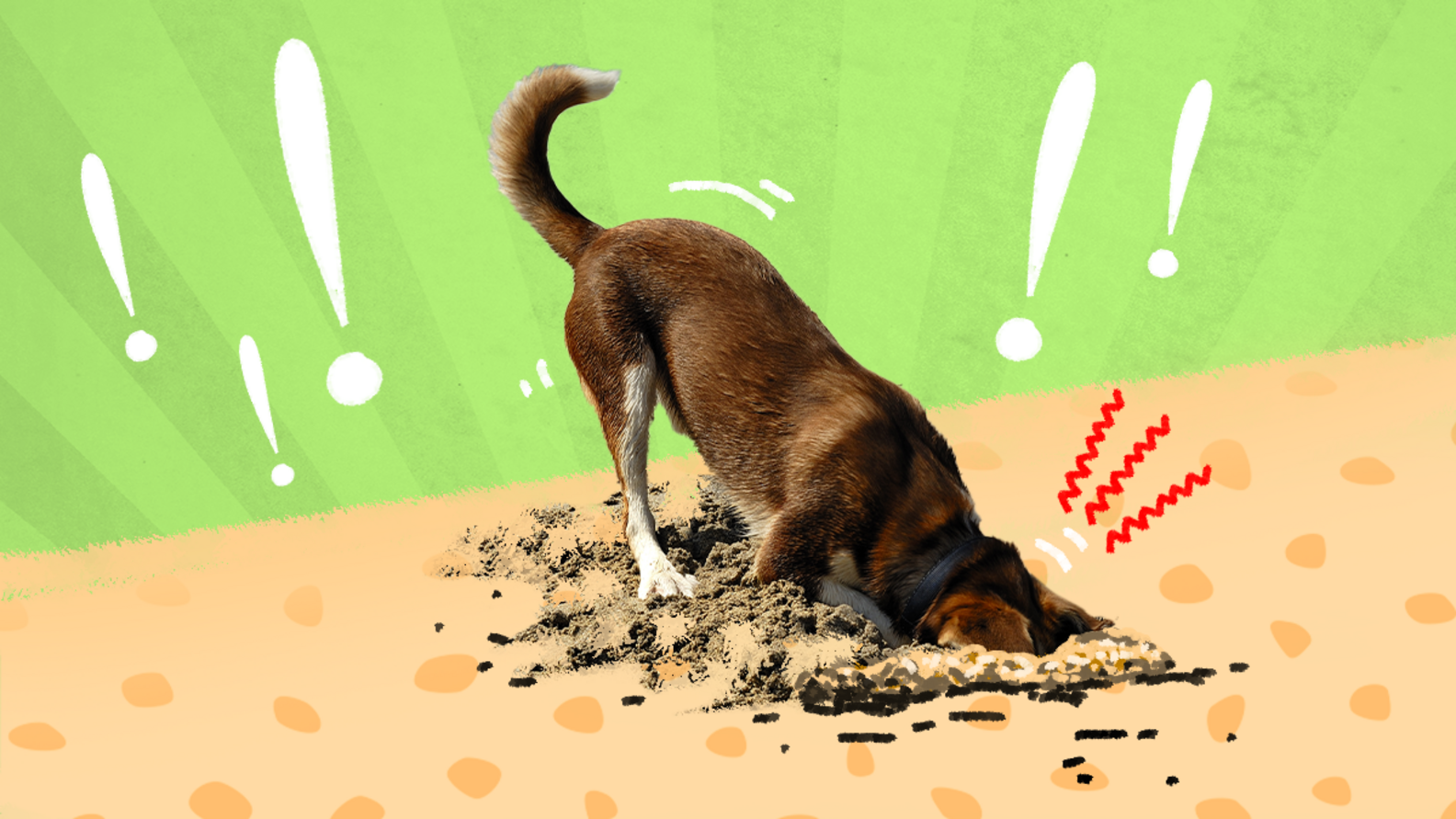 How To Stop Dogs From Digging Advice From A Vet Expert and Dog Trainer DodoWell The Dodo