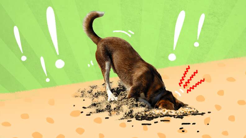 How to Stop a Dog from Digging