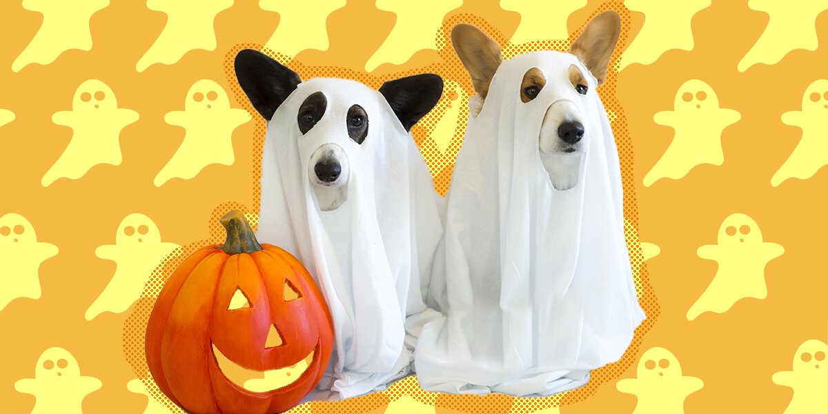 DIY Dog Costumes That Everyone Will Love This Halloween