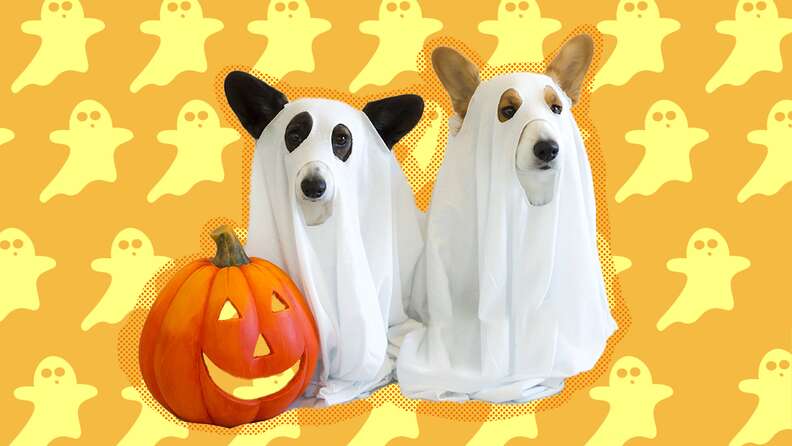 Ghost Dog Halloween Sweatshirt Cute Dog Ghost Sweater My Dog 