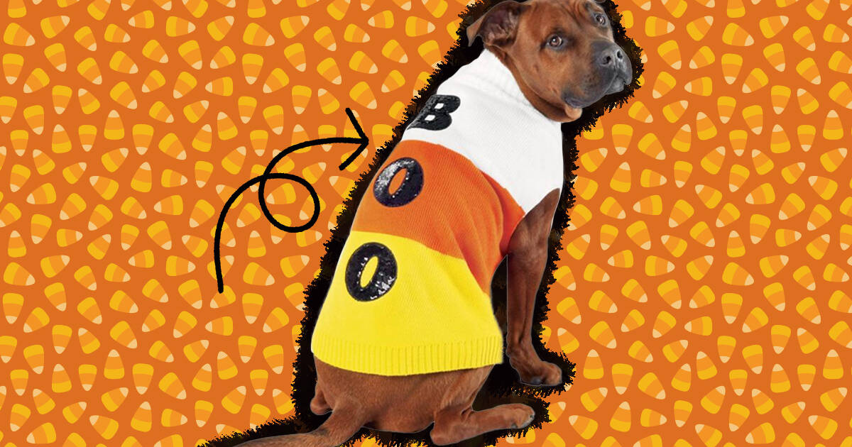 Halloween sweaters for dogs hotsell